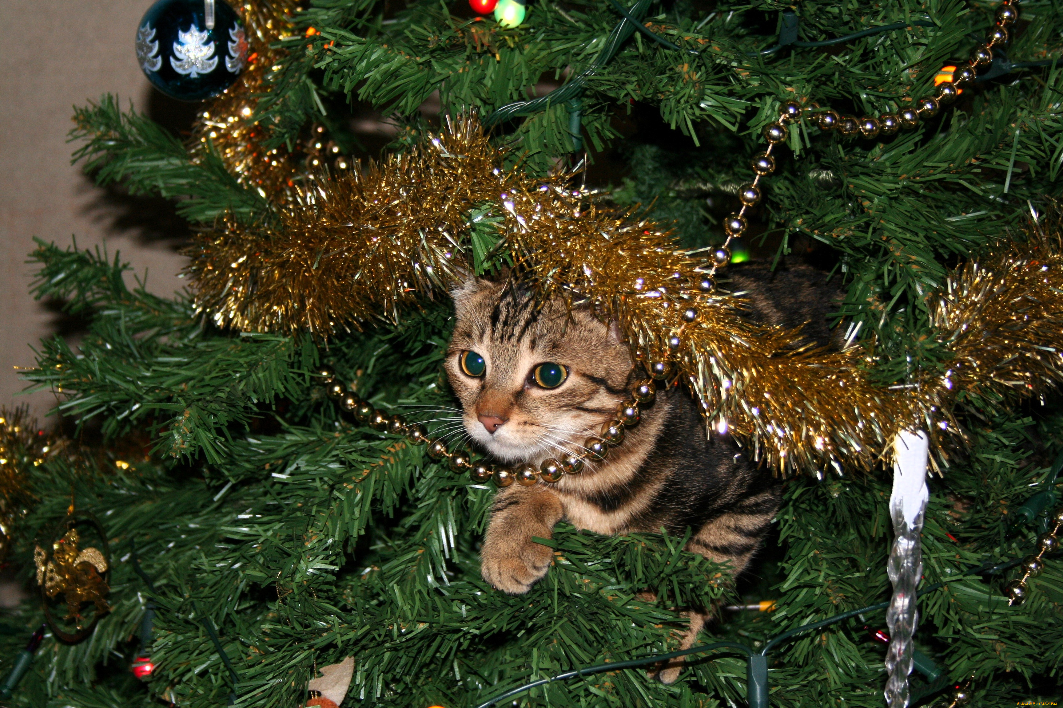 ��������, ����, ���, ����, ���������, �����, ���